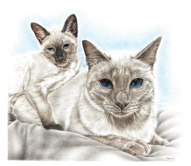 Realistic drawing of Siamese Cats