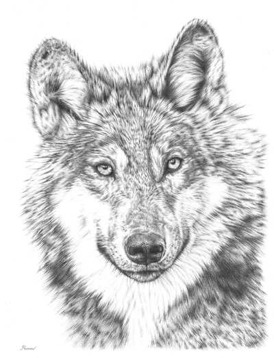 realistic pencil drawing of a wolf
