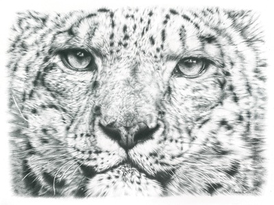Realistic snow leopard pencil drawing by Remrov 