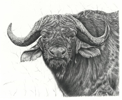 Remrov Casey Vormer - realistic pencil drawing of a cape buffalo 