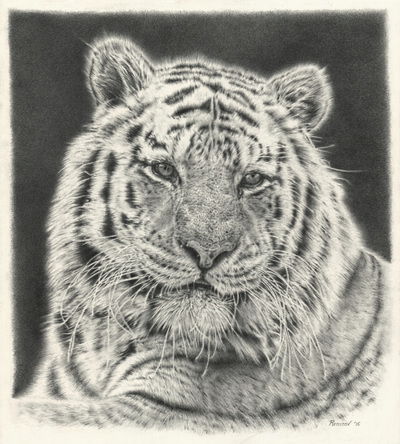 realistic pencil drawing of a tiger
