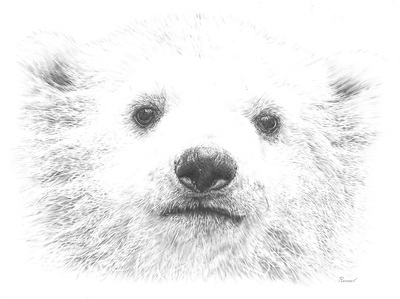 Remrov - realistic polar bear cub pencil drawing 