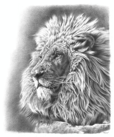 Remrov Casey Vormer - amazing pencil drawing of a lion
