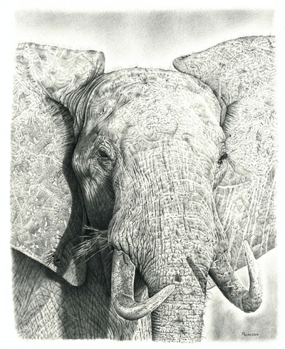 Remrov - Realistic pencil drawing of an elephant