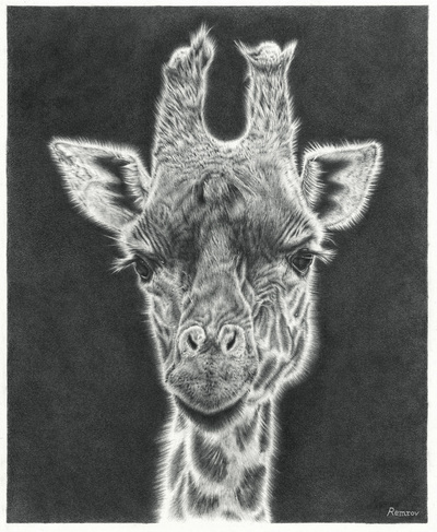 realistic pencil drawing of a giraffe