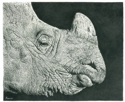 Casey Remrov Vormer - amazing realistic rhino pencil drawing 
