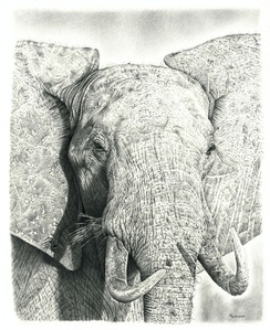Photorealistic pencil drawing of an elephant 