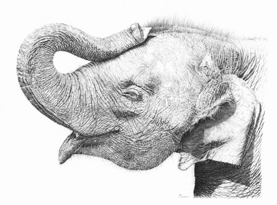 Amazing pencil drawing of an elephant by Remrov