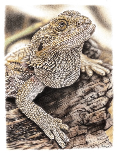 Remrov -  Photorealistic drawing of a bearded dragon