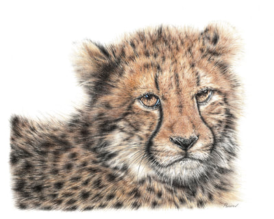 Amazing realistic pencil drawing of a cheetah