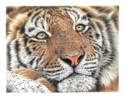 Amazing realistic drawing of a tiger by Remrov