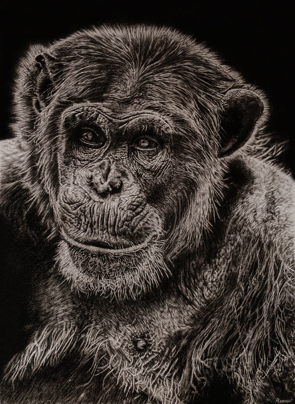 Realistic chimpanzee pencil drawing