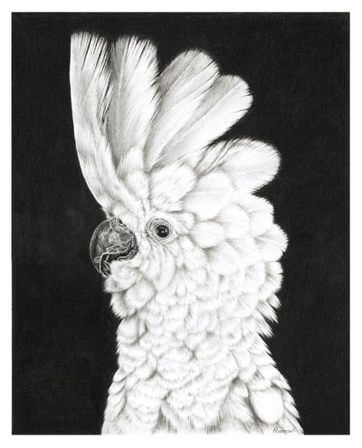 Realistic pencil drawing of a cockatoo