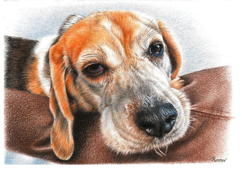 Realistic Beagle Drawing