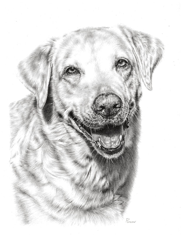 Realistic pencil drawing of a dog