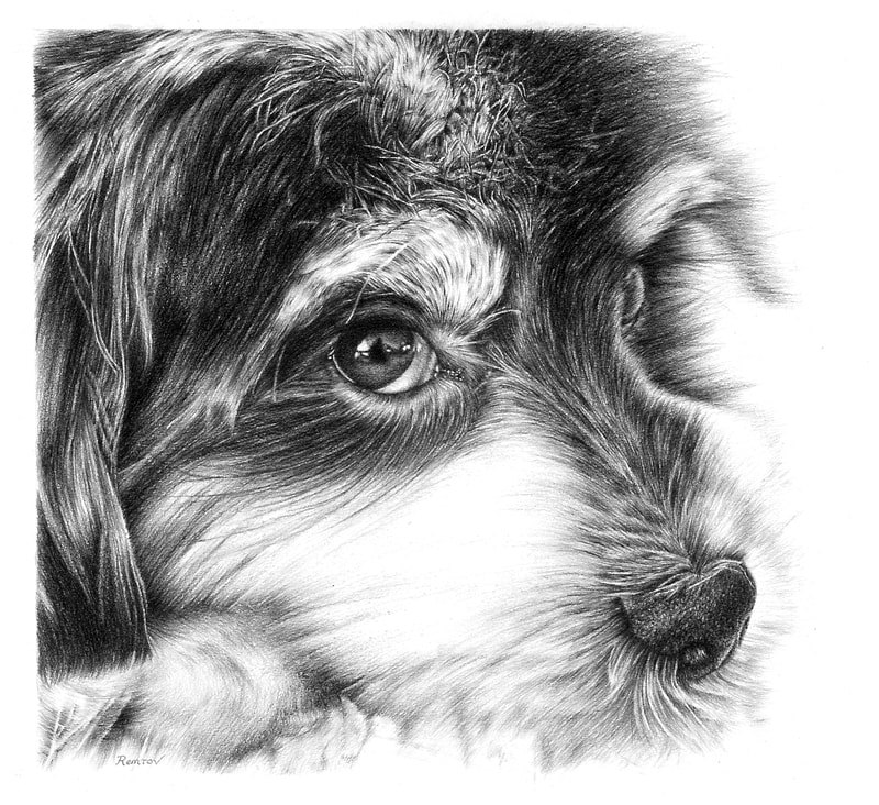 Cute puppy hyperrealistic pencil drawing by Remrov