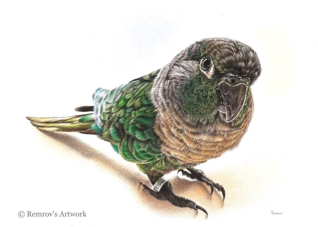 Realistic coloured pencil drawing of a parrot by Remrov 