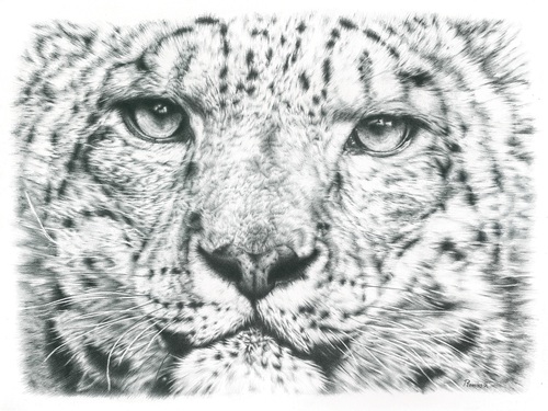 Pencil drawing of a snow leopard