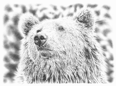 Remrov - realistic pencil drawing of a bear