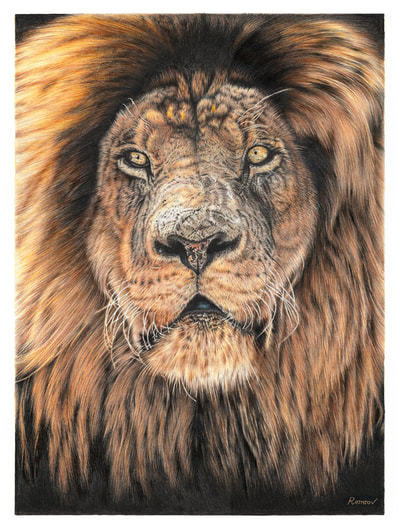 Realistic lion drawing by Remrov