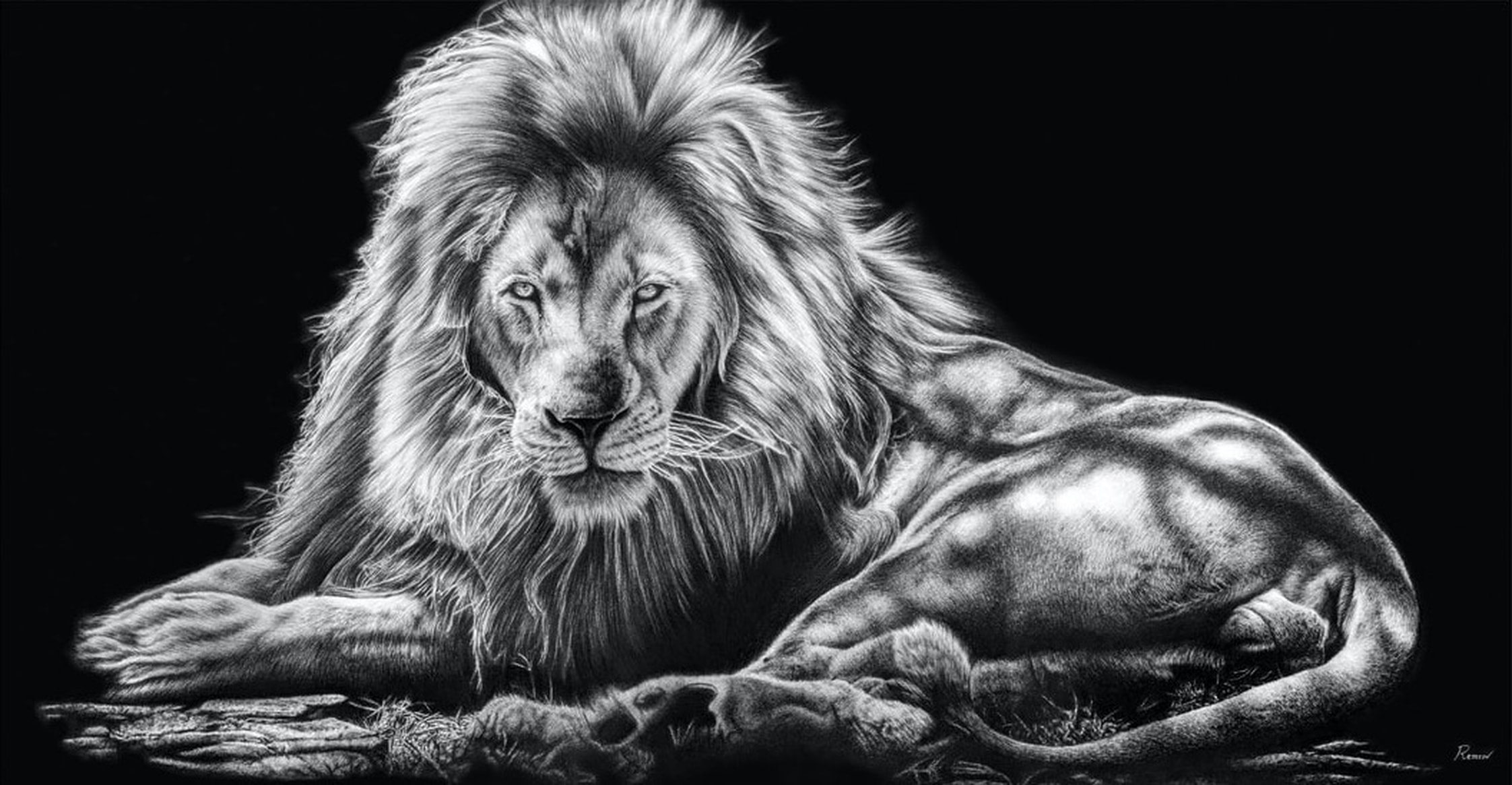 Realistic drawing of a lion by Casey Remrov Vormer