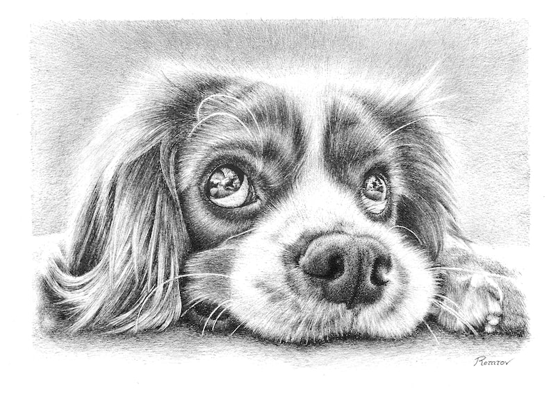 Realistic drawing of a puppy