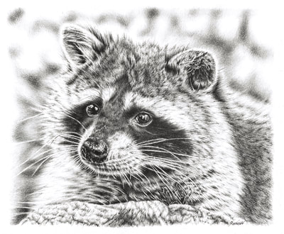 Raccoon realistic pencil drawing by Remrov