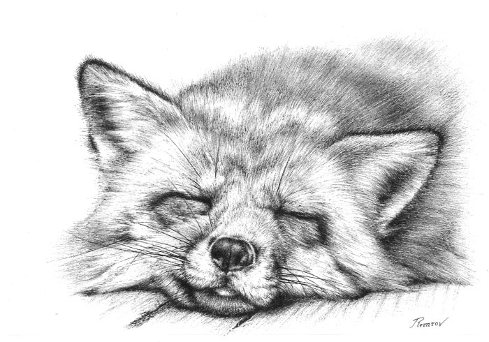 Realistic drawing of a fox