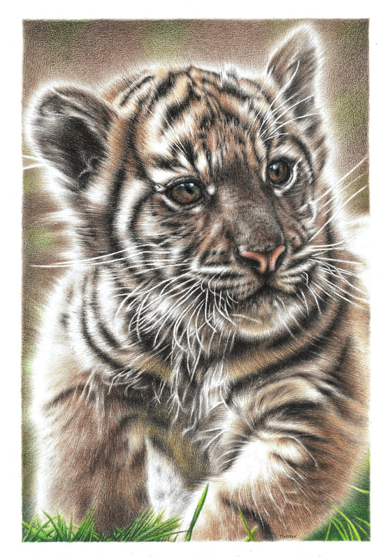 Realistic tiger cub drawing