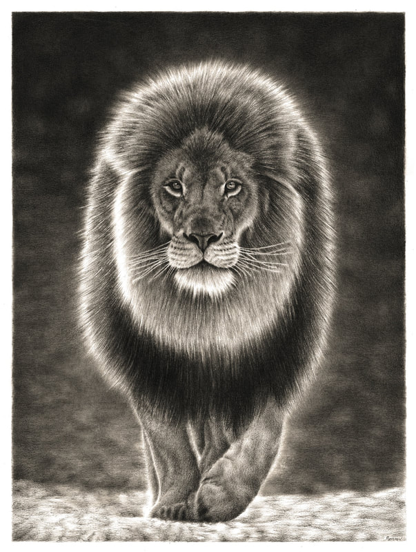 Realistic pencil drawing of a lion