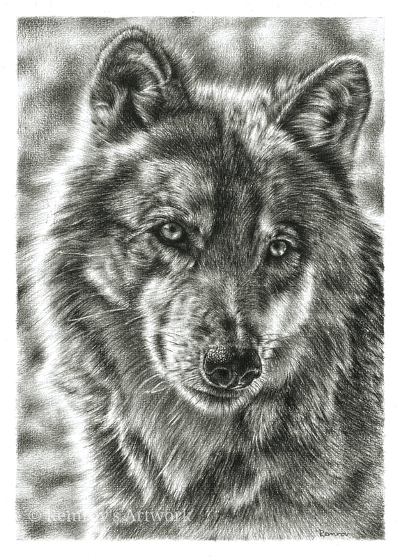 Realistic pencil drawing of a wolf