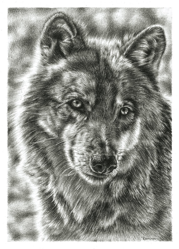 Realistic drawing of a wolf - Remrov
